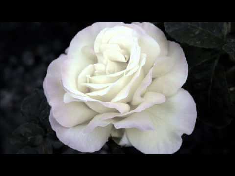 Nadeem-bheegie bheegie raaton me