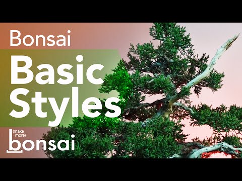 The Basic Bonsai Styles inspired by Nature - Make More Bonsai