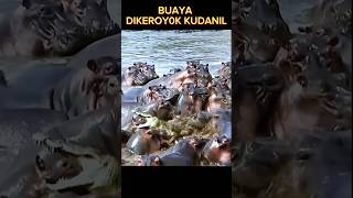 Download lagu Crocodile Attacked by Hippopotamus mp3 Download lagu Crocodile Attacked by Hippopotamus mp3