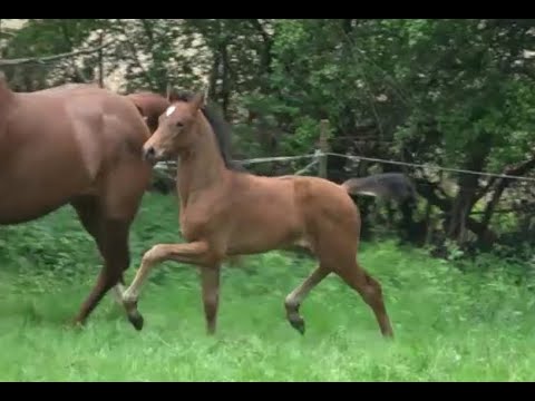 *2020 Stute von Galaxy - Escolar SOLD!!!