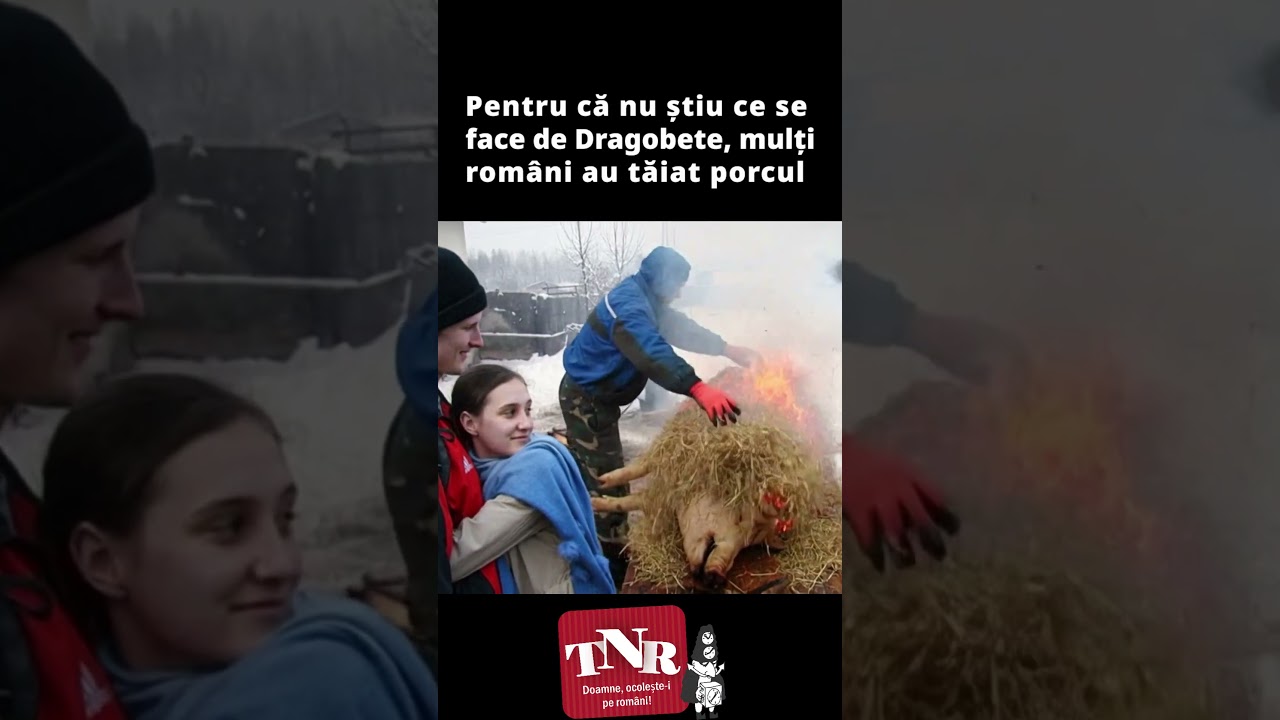 Pentru că nu știu ce se face de Dragobete, mulți români au tăiat porcul