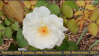 Twenty-fifth Sunday after Pentecost