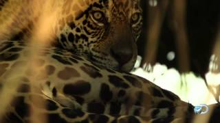 South America's Untamed Giant | Brazil Gone Wild