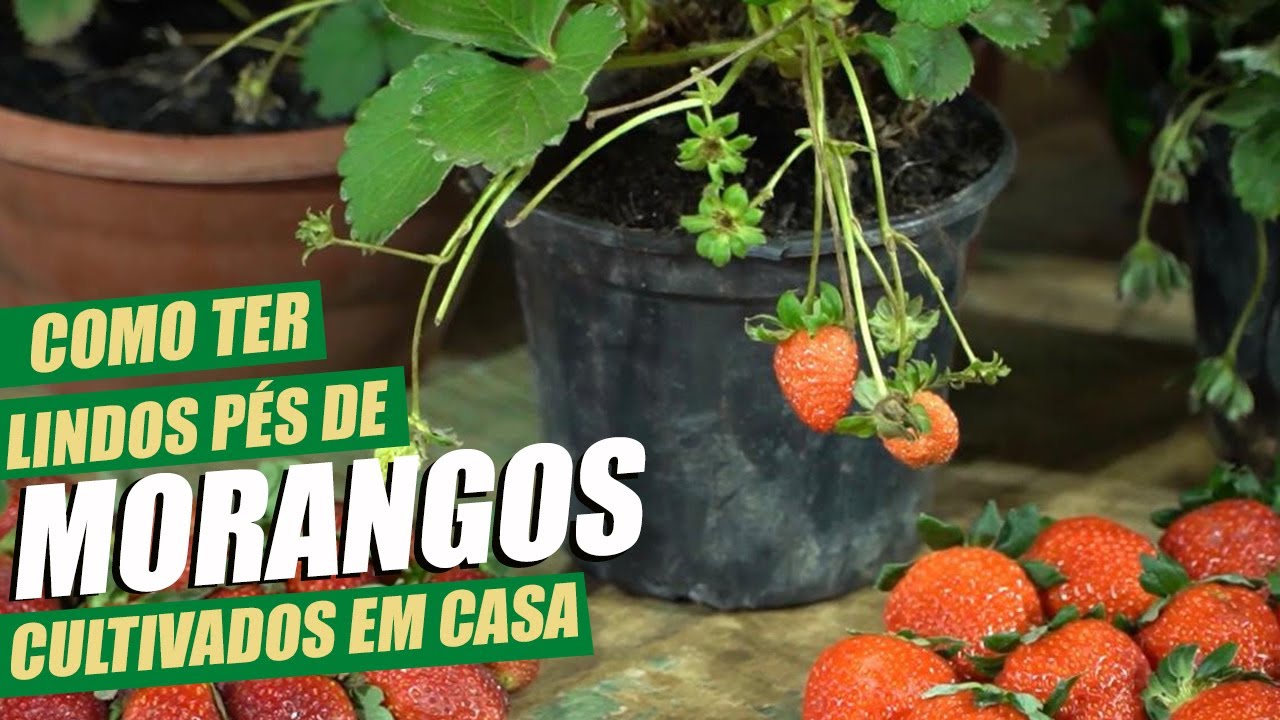 COMO TER LINDOS MORANGOS CULTIVADOS EM CASA | DICAS COM MURILO SOARES | SPAGNHOL PLANTAS