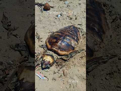 Praia de Maria farinha Paulista (PE), refletem um problema grave e recorrente no litoral norte 😔
