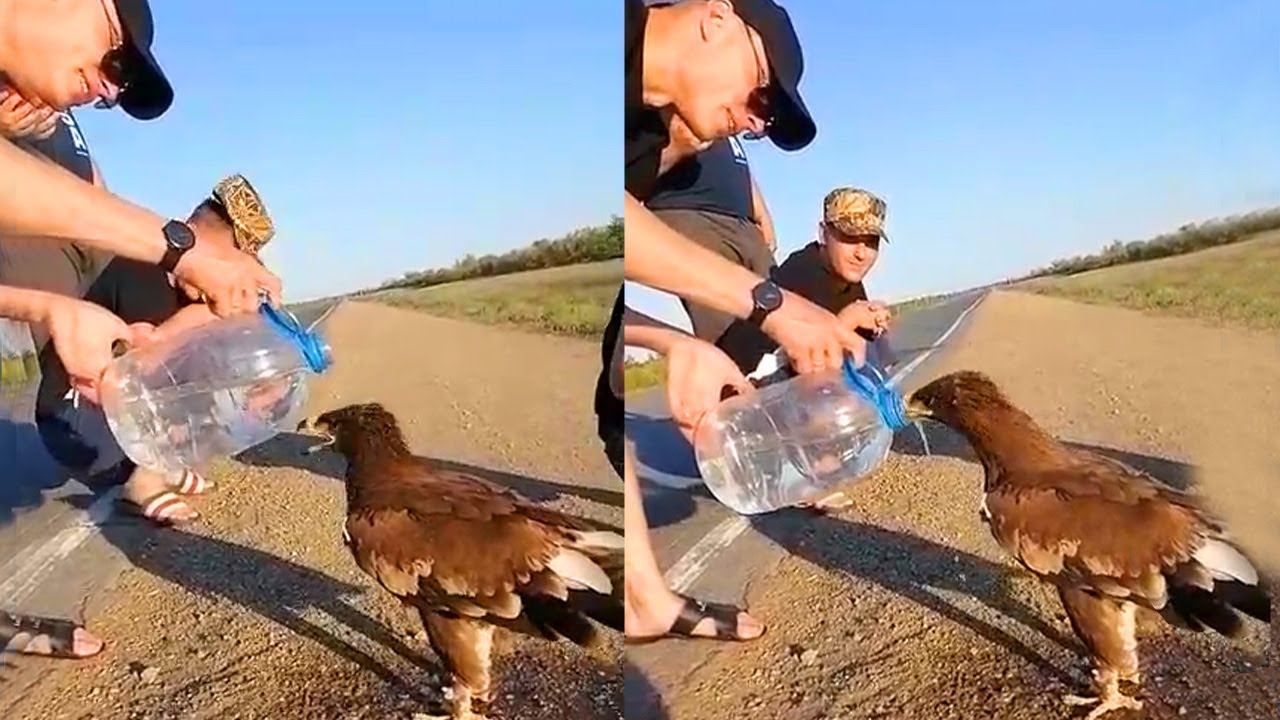 Animals That Asked People for Help Kindness Videos That Restored Faith in Humanity