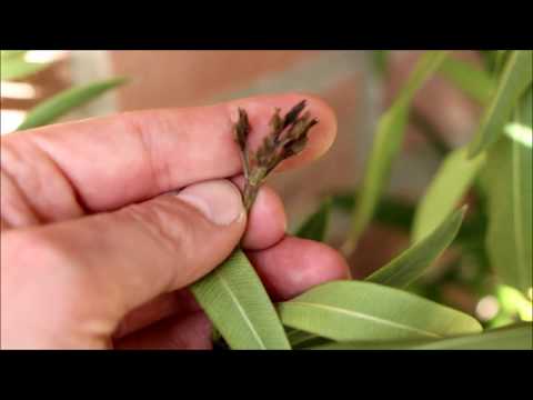 Pruning oleander: When to prune | Pruning oleander after overwintering | - NewWonder555