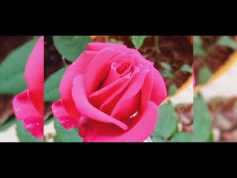 My house flower garden 🌹