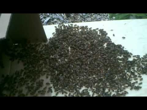 download lagu mp3 mp4 Bee Removal Seattle, download lagu Bee Removal Seattle gratis, unduh video klip Bee Removal Seattle
