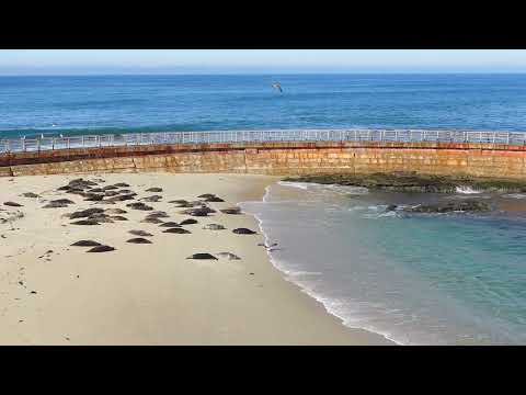 Seals and King Tide at La Jolla Cove! | Calming & Relaxing