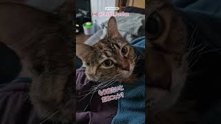 🇨🇦開けてビックリ、猫でした