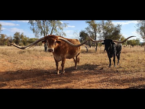 Texas Longhorn Tours