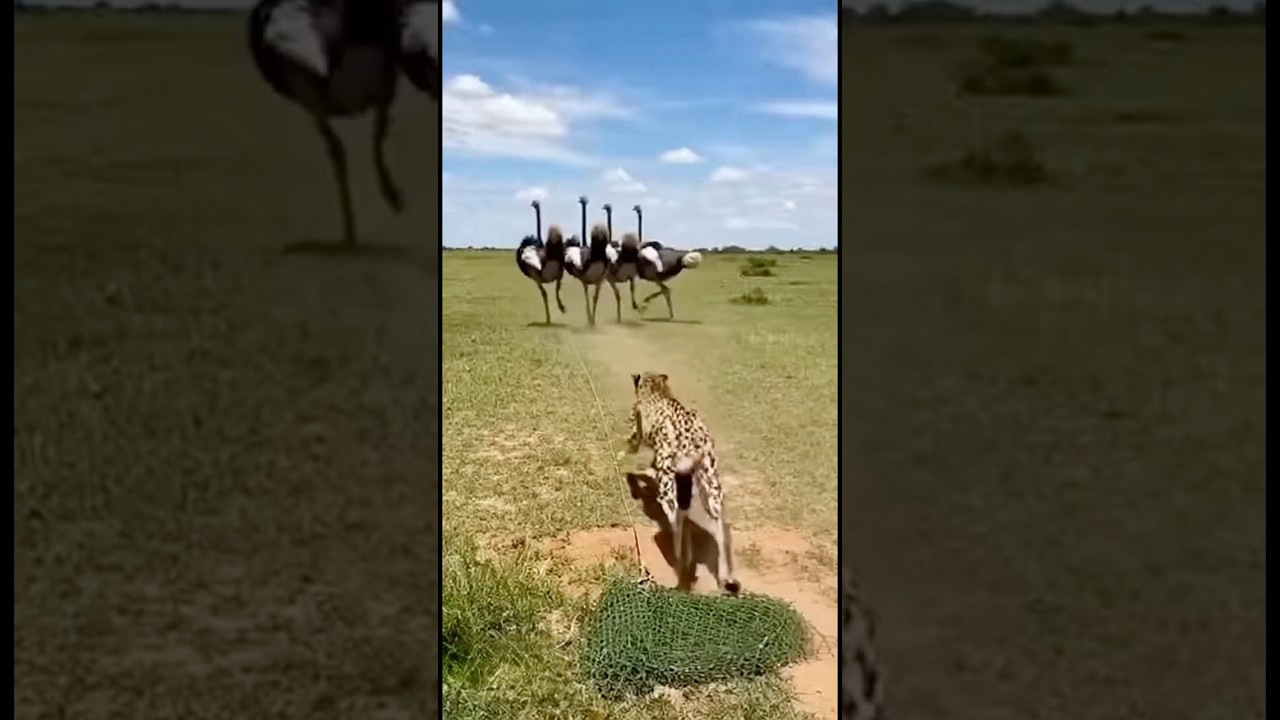 The Cheetah Chasing an Ostrich—Entangled in a Trap the Next Moment#shorts