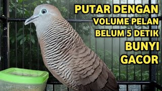 Download lagu Masteran Suara Burung Perkutut Lokal Juara Untuk Pancingan Dan Memikat Pasti Nyaut 100% mp3