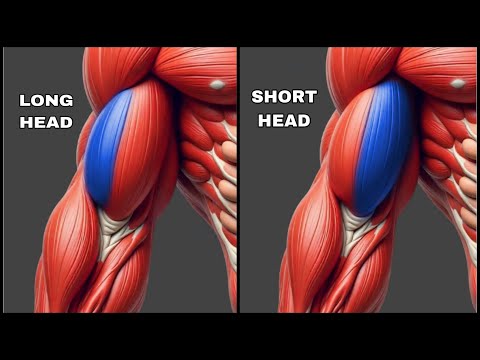 Grow Huge Biceps with 6 Powerful Dumbbell Exercises | Target: Short Head - Long Head - Brachialis