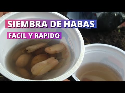 Como sembrar Habas!! Este es mi método.