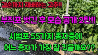 고추 농사 잘 짓는 법!! 부직포 터널 벗긴 후 모습 공개!! 시범포 55가지 중 가장 좋은 품종 대공개!!…