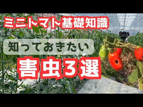 トマトの苗木を誰が食べるのでしょうか？最も一般的な4つの害虫とその対策方法  庭園