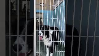Video preview image #1 Border Collie-Unknown Mix Puppy For Sale in Pasadena, CA, USA