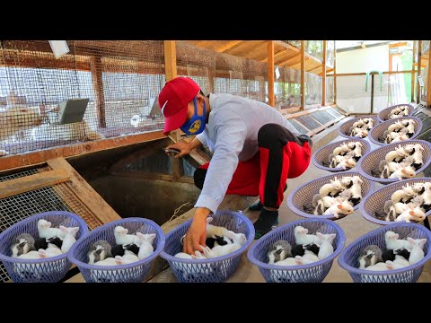 Harvesting 3 dozens of 45 days old rabbits│Treating Fur loss & Bacterial skin diseases of rabbits