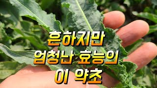 흔하지만 엄청난 효능의 이 약초 소리쟁이효능