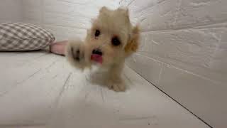 ハーフ犬の動画01