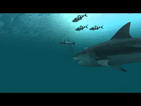 Sharks 3D - Live Wallpaper Video