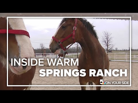 Inside the home of the Budweiser Clydesdale