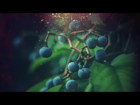 A Drinking Song · Yeats/Schronen · Ensemble Vocapella Limburg · Tristan Meister