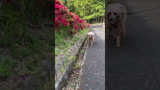 【しゃくれ犬クレール】 ツツジの横を老犬なりの爆速で駆け抜けるトイプードル 【犬の日常】