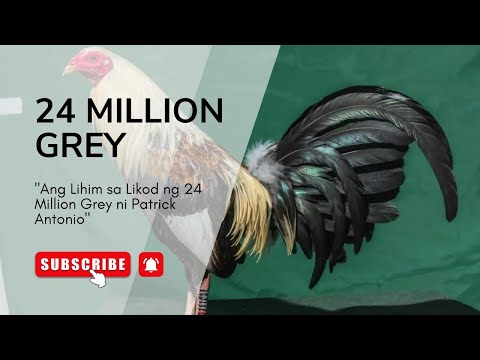 Ang 24 Million Grey ni Patrick Antonio: Ang Pinakamahal na Gamefowl sa Kasaysayan?
