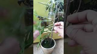 Download lagu Janda Bolong Viral#Shorts mp3