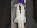 The Most Expensive STURGEON CAVIAR ANYONE Food Cooking Caviar Cookingfood