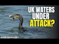 Cormorant Population Exploding Here S What S Really Happening