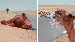 35 Animals That Asked People for Help & Kindness!