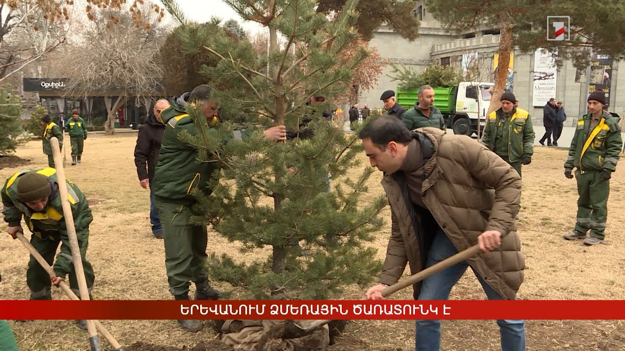 Երևանում ձմեռային ծառատունկ է