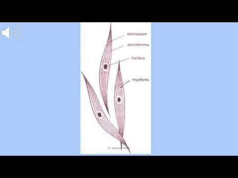 Animal Tissues part-3