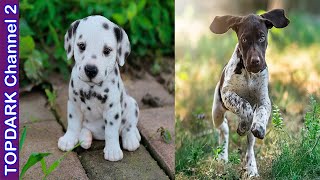 12 Razas de Perros con Manchas mas Adorables del Mundo