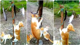 Download lagu video lucu aksi kucing panjat pinang merayakan 17 agustus mp3 Download lagu video lucu aksi kucing panjat pinang merayakan 17 agustus mp3