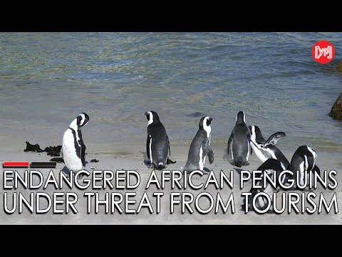 Endangered African penguins under threat from tourism