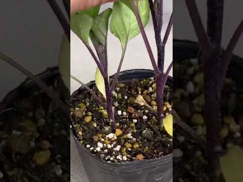 園芸 ナスの成長カレンダー