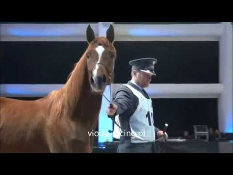 Birmin (HK Kristall - Bint Ermina / Kabsztad), 7.12.2019