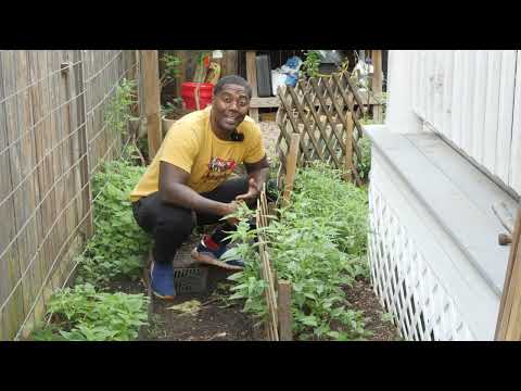 How to Attract Pollinators to Your Garden 🐝 | Bee-Friendly Tips for Bigger Harvests