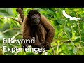Experiences TV An Amazon Wildlife Spectacle Ecuador