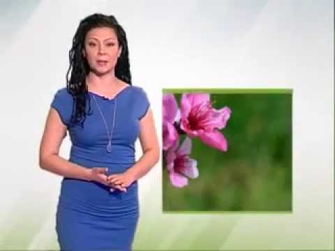 Zelena prognoza, 22.4.2015. - Neke štetočine u voćnim zasadima