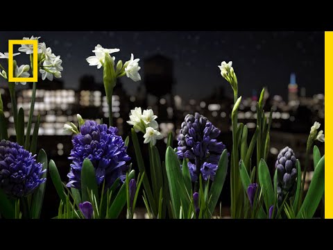 Assista a um jardim ganhando vida neste deslumbrante timelapse