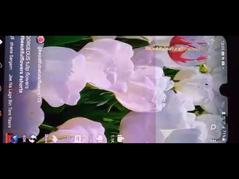 Beautiful Tulip Flowers