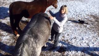 Serving Your Horse - Mindful Connections