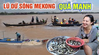 QUÁ CĂNG LŨ DỮ SÔNG MEKONG LÊN DỒN DẬP - LUỒNG CÁ CHẠY LŨ ĐỔ BỘ CHỢ Ô MÔI TÂN CHÂU