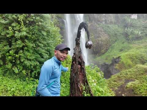 SIPI TOUR SOSURWET WILD BANANA